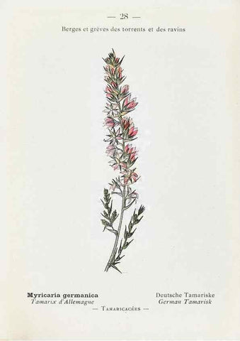 Reproducción/Reproduction 49345504216: Nouvelle flore coloriée de poche des Alpes et des Pyrénées.. Paris,Klincksieck,1906-1912.. 
