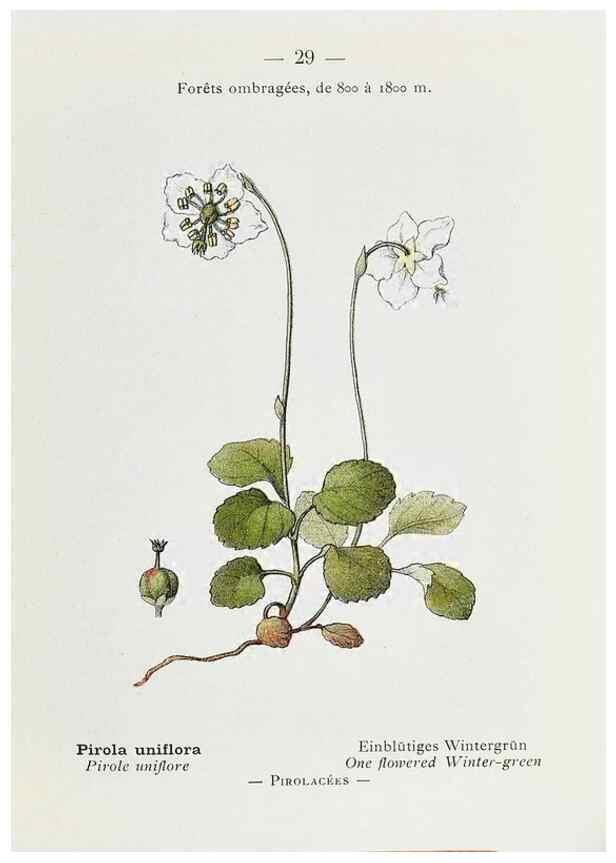 Reproducción/Reproduction 49345043758: Nouvelle flore coloriée de poche des Alpes et des Pyrénées.. Paris,Klincksieck,1906-1912.. 