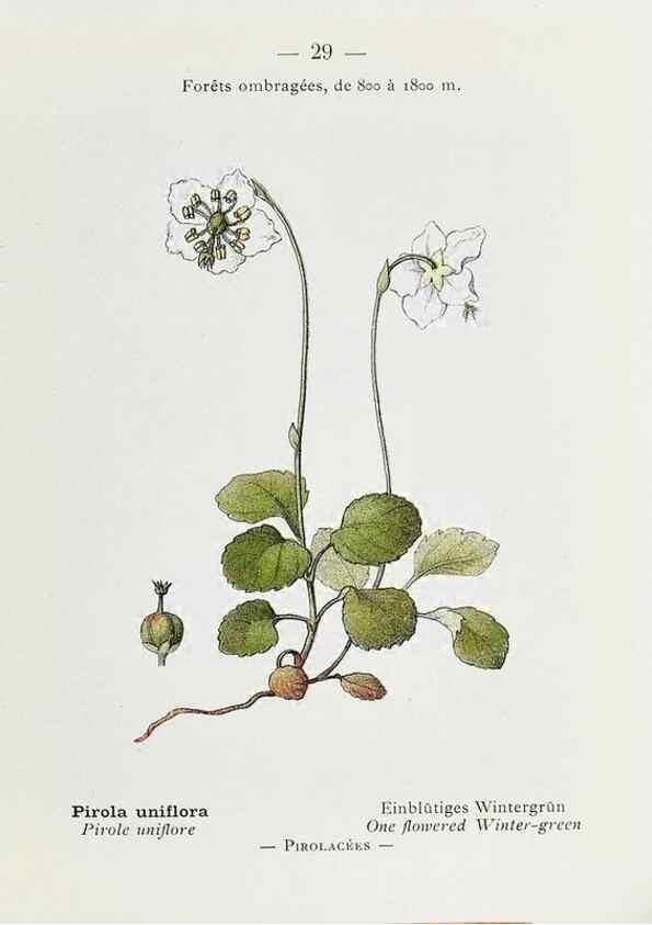 Reproducción/Reproduction 49345043758: Nouvelle flore coloriée de poche des Alpes et des Pyrénées.. Paris,Klincksieck,1906-1912.. 
