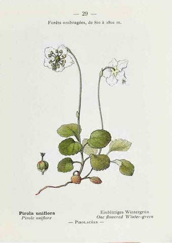 Reproducción/Reproduction 49345043758: Nouvelle flore coloriée de poche des Alpes et des Pyrénées.. Paris,Klincksieck,1906-1912.. 