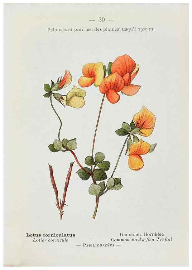 Reproducción/Reproduction 49345044153: Nouvelle flore coloriée de poche des Alpes et des Pyrénées.. Paris,Klincksieck,1906-1912.. 