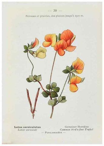 Reproducción/Reproduction 49345044153: Nouvelle flore coloriée de poche des Alpes et des Pyrénées.. Paris,Klincksieck,1906-1912.. 