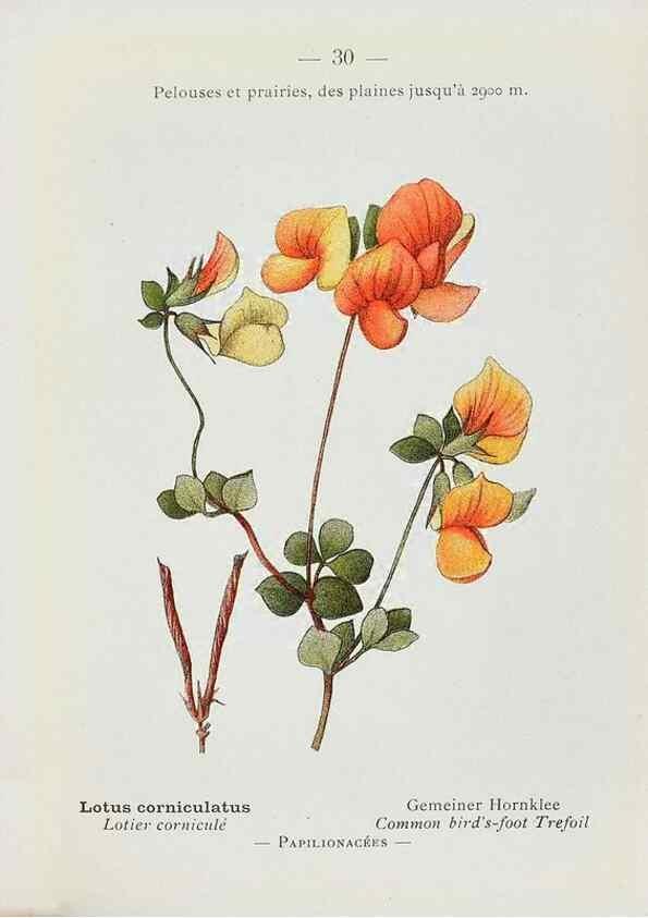 Reproducción/Reproduction 49345044153: Nouvelle flore coloriée de poche des Alpes et des Pyrénées.. Paris,Klincksieck,1906-1912.. 