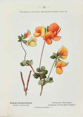 Reproducción/Reproduction 49345044153: Nouvelle flore coloriée de poche des Alpes et des Pyrénées.. Paris,Klincksieck,1906-1912.. 