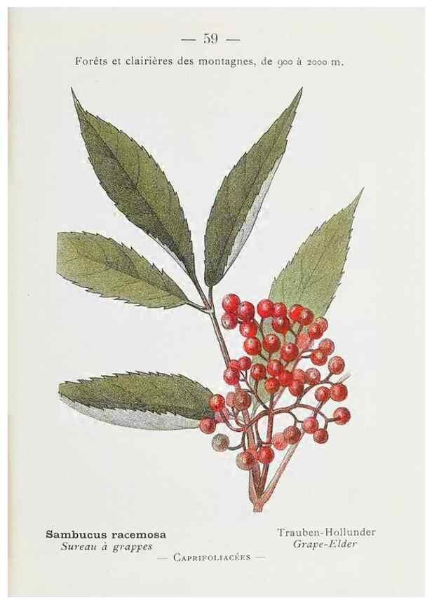 Reproducción/Reproduction 49345743667: Nouvelle flore coloriée de poche des Alpes et des Pyrénées.. Paris,Klincksieck,1906-1912.. 