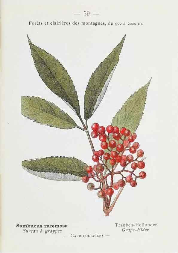 Reproducción/Reproduction 49345743667: Nouvelle flore coloriée de poche des Alpes et des Pyrénées.. Paris,Klincksieck,1906-1912.. 