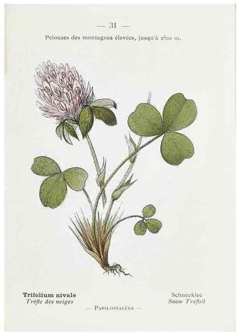 Reproducción/Reproduction 49345505406: Nouvelle flore coloriée de poche des Alpes et des Pyrénées.. Paris,Klincksieck,1906-1912.. 
