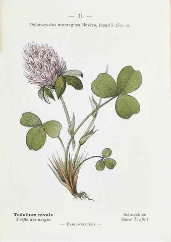 Reproducción/Reproduction 49345505406: Nouvelle flore coloriée de poche des Alpes et des Pyrénées.. Paris,Klincksieck,1906-1912.. 