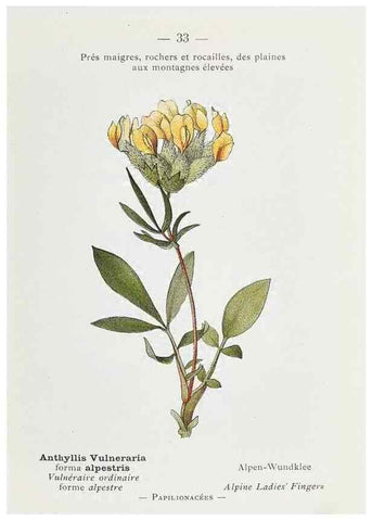 Reproducción/Reproduction 49345045303: Nouvelle flore coloriée de poche des Alpes et des Pyrénées.. Paris,Klincksieck,1906-1912.. 