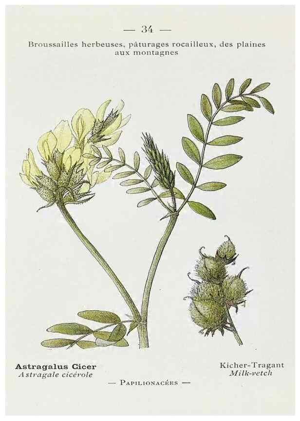 Reproducción/Reproduction 49345719327: Nouvelle flore coloriée de poche des Alpes et des Pyrénées.. Paris,Klincksieck,1906-1912.. 