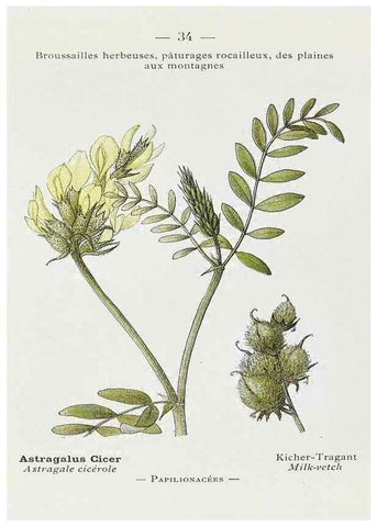 Reproducción/Reproduction 49345719327: Nouvelle flore coloriée de poche des Alpes et des Pyrénées.. Paris,Klincksieck,1906-1912.. 