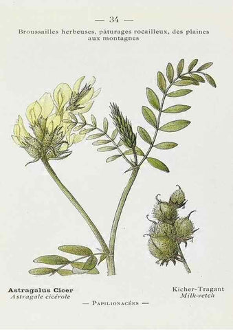 Reproducción/Reproduction 49345719327: Nouvelle flore coloriée de poche des Alpes et des Pyrénées.. Paris,Klincksieck,1906-1912.. 