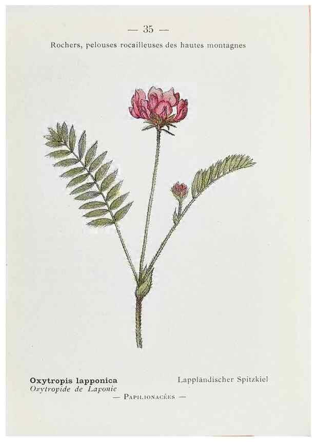 Reproducción/Reproduction 49345046168: Nouvelle flore coloriée de poche des Alpes et des Pyrénées.. Paris,Klincksieck,1906-1912.. 