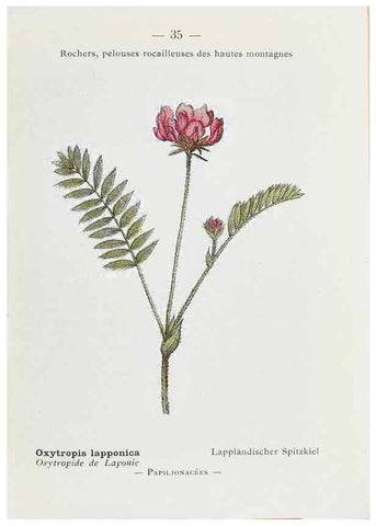 Reproducción/Reproduction 49345046168: Nouvelle flore coloriée de poche des Alpes et des Pyrénées.. Paris,Klincksieck,1906-1912.. 