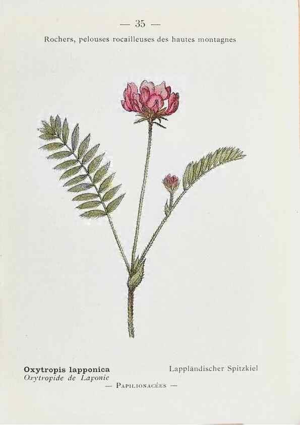 Reproducción/Reproduction 49345046168: Nouvelle flore coloriée de poche des Alpes et des Pyrénées.. Paris,Klincksieck,1906-1912.. 