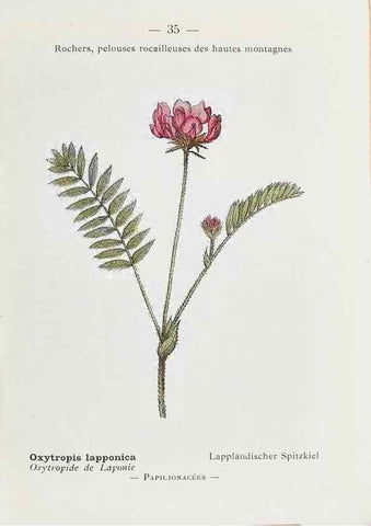 Reproducción/Reproduction 49345046168: Nouvelle flore coloriée de poche des Alpes et des Pyrénées.. Paris,Klincksieck,1906-1912.. 