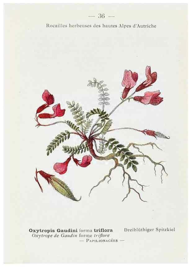 Reproducción/Reproduction 49345507366: Nouvelle flore coloriée de poche des Alpes et des Pyrénées.. Paris,Klincksieck,1906-1912.. 