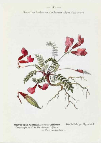 Reproducción/Reproduction 49345507366: Nouvelle flore coloriée de poche des Alpes et des Pyrénées.. Paris,Klincksieck,1906-1912.. 