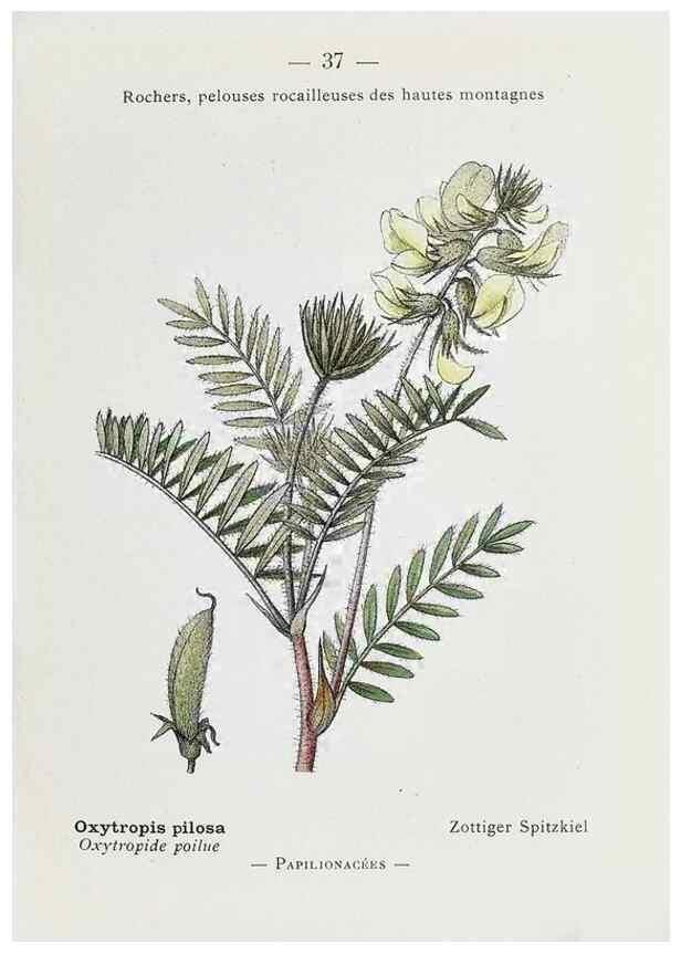 Reproducción/Reproduction 49345720547: Nouvelle flore coloriée de poche des Alpes et des Pyrénées.. Paris,Klincksieck,1906-1912.. 
