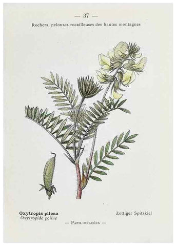 Reproducción/Reproduction 49345720547: Nouvelle flore coloriée de poche des Alpes et des Pyrénées.. Paris,Klincksieck,1906-1912.. 