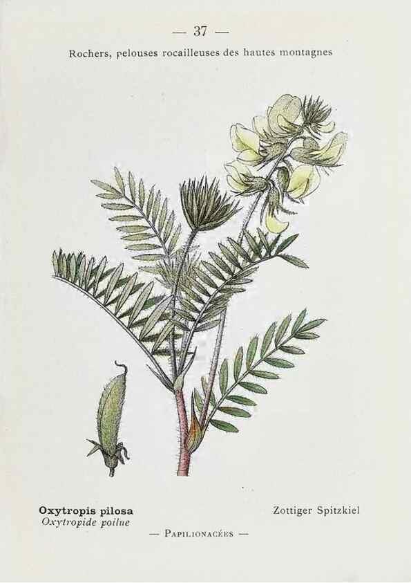 Reproducción/Reproduction 49345720547: Nouvelle flore coloriée de poche des Alpes et des Pyrénées.. Paris,Klincksieck,1906-1912.. 
