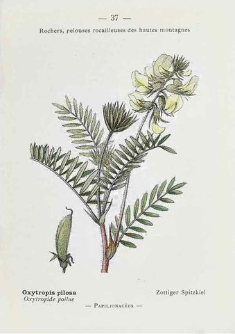 Reproducción/Reproduction 49345720547: Nouvelle flore coloriée de poche des Alpes et des Pyrénées.. Paris,Klincksieck,1906-1912.. 