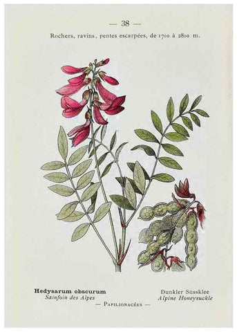 Reproducción/Reproduction 49345720992: Nouvelle flore coloriée de poche des Alpes et des Pyrénées.. Paris,Klincksieck,1906-1912.. 