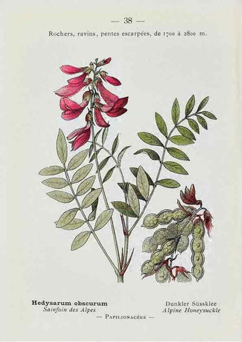 Reproducción/Reproduction 49345720992: Nouvelle flore coloriée de poche des Alpes et des Pyrénées.. Paris,Klincksieck,1906-1912.. 
