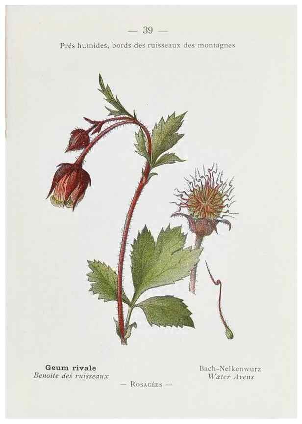 Reproducción/Reproduction 49345047993: Nouvelle flore coloriée de poche des Alpes et des Pyrénées.. Paris,Klincksieck,1906-1912.. 
