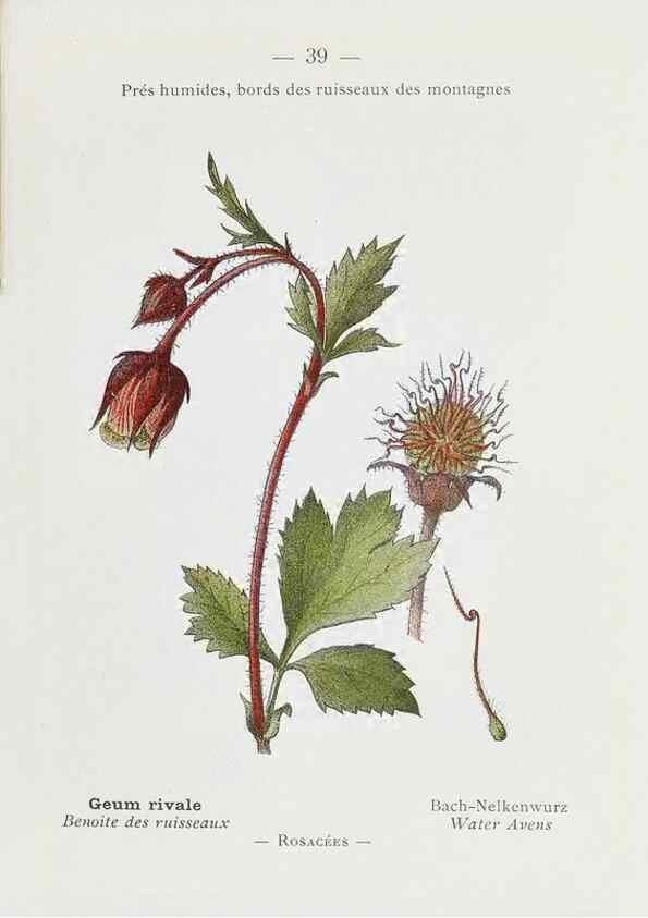Reproducción/Reproduction 49345047993: Nouvelle flore coloriée de poche des Alpes et des Pyrénées.. Paris,Klincksieck,1906-1912.. 