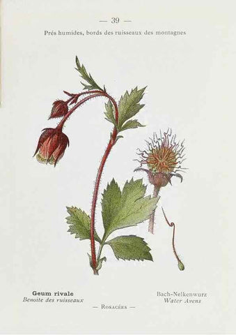 Reproducción/Reproduction 49345047993: Nouvelle flore coloriée de poche des Alpes et des Pyrénées.. Paris,Klincksieck,1906-1912.. 