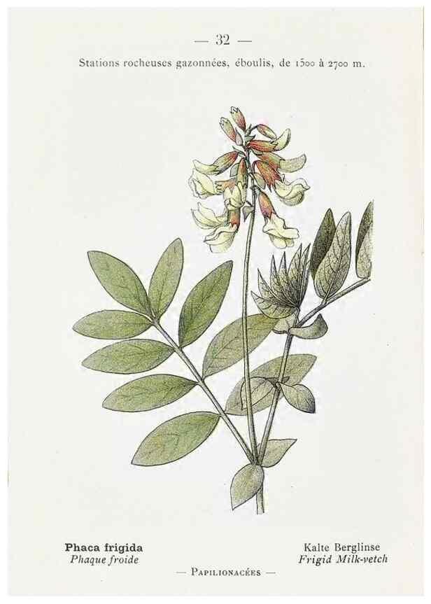 Reproducción/Reproduction 49345505771: Nouvelle flore coloriée de poche des Alpes et des Pyrénées.. Paris,Klincksieck,1906-1912.. 