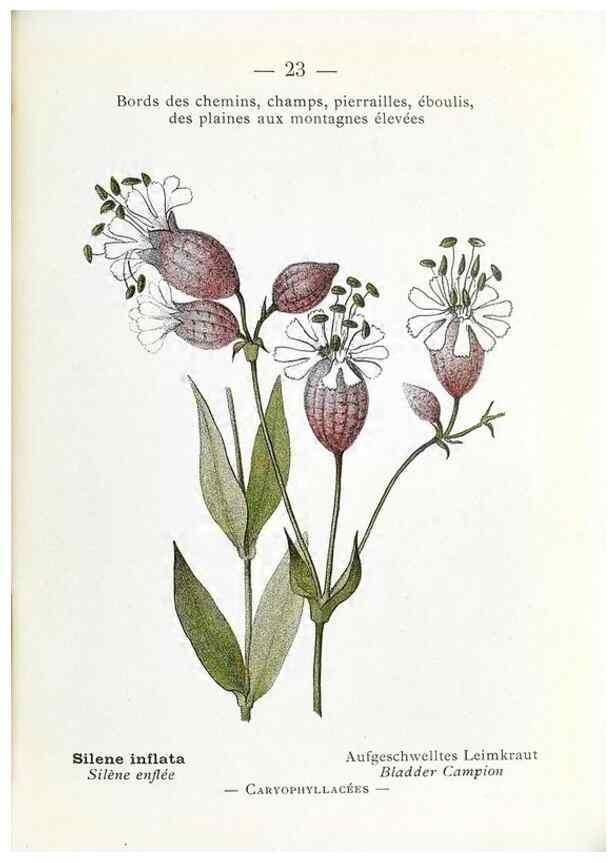 Reproducción/Reproduction 49345041513: Nouvelle flore coloriée de poche des Alpes et des Pyrénées.. Paris,Klincksieck,1906-1912.. 