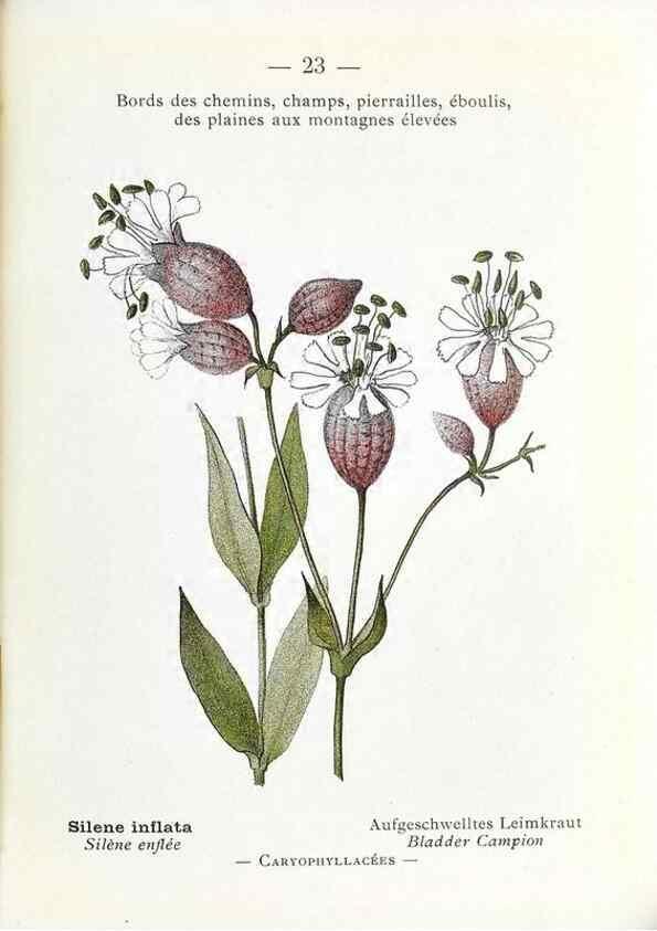 Reproducción/Reproduction 49345041513: Nouvelle flore coloriée de poche des Alpes et des Pyrénées.. Paris,Klincksieck,1906-1912.. 