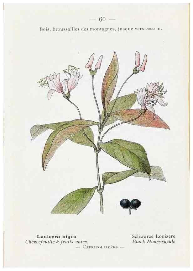 Reproducción/Reproduction 49345070908: Nouvelle flore coloriée de poche des Alpes et des Pyrénées.. Paris,Klincksieck,1906-1912.. 