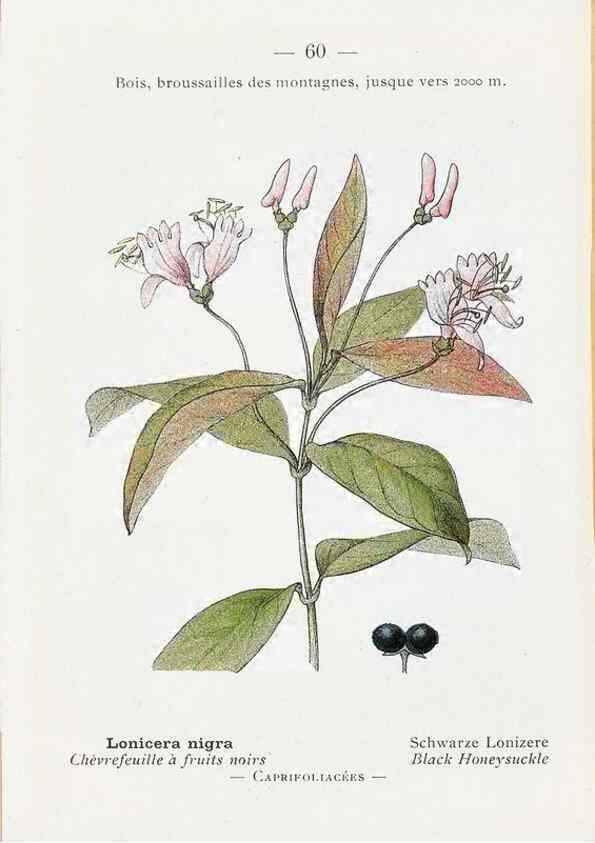 Reproducción/Reproduction 49345070908: Nouvelle flore coloriée de poche des Alpes et des Pyrénées.. Paris,Klincksieck,1906-1912.. 