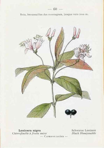 Reproducción/Reproduction 49345070908: Nouvelle flore coloriée de poche des Alpes et des Pyrénées.. Paris,Klincksieck,1906-1912.. 