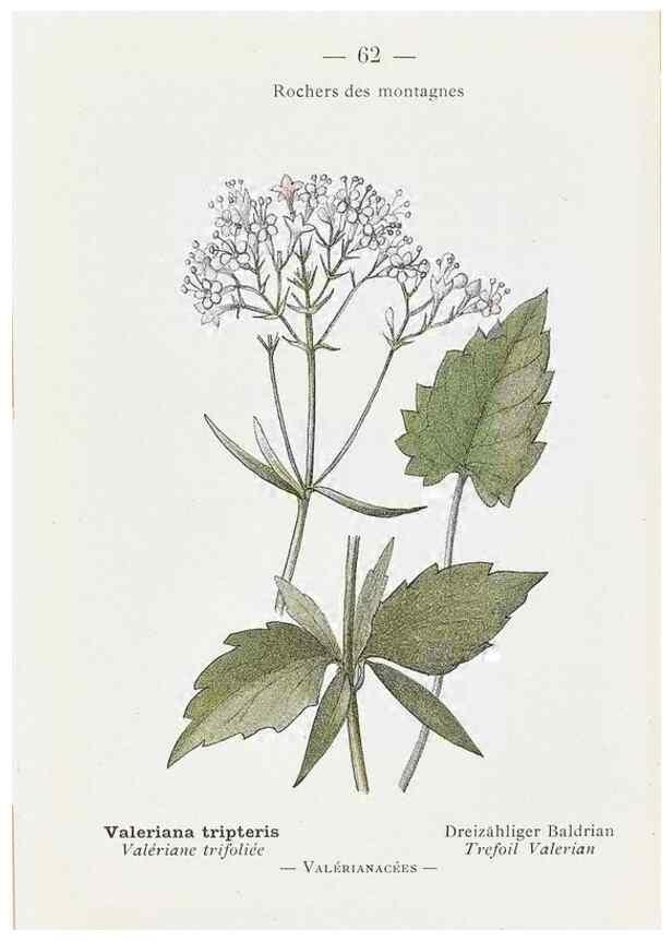 Reproducción/Reproduction 49345071563: Nouvelle flore coloriée de poche des Alpes et des Pyrénées.. Paris,Klincksieck,1906-1912.. 