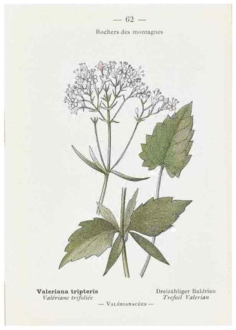 Reproducción/Reproduction 49345071563: Nouvelle flore coloriée de poche des Alpes et des Pyrénées.. Paris,Klincksieck,1906-1912.. 