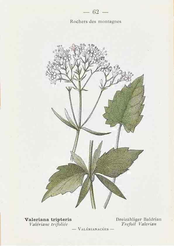 Reproducción/Reproduction 49345071563: Nouvelle flore coloriée de poche des Alpes et des Pyrénées.. Paris,Klincksieck,1906-1912.. 