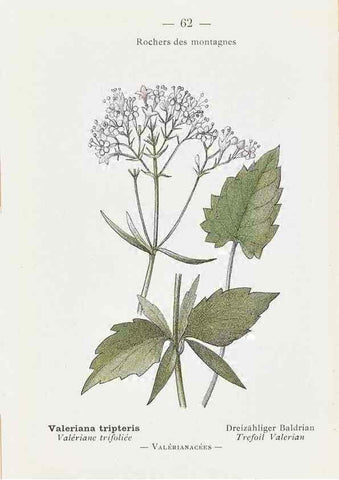 Reproducción/Reproduction 49345071563: Nouvelle flore coloriée de poche des Alpes et des Pyrénées.. Paris,Klincksieck,1906-1912.. 