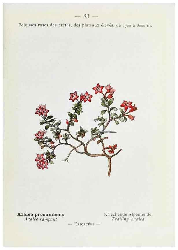 Reproducción/Reproduction 49345752372: Nouvelle flore coloriée de poche des Alpes et des Pyrénées.. Paris,Klincksieck,1906-1912.. 