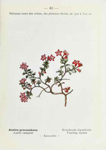 Reproducción/Reproduction 49345752372: Nouvelle flore coloriée de poche des Alpes et des Pyrénées.. Paris,Klincksieck,1906-1912.. 