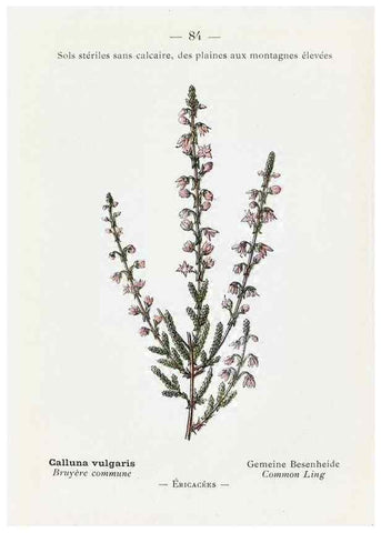 Reproducción/Reproduction 49345540851: Nouvelle flore coloriée de poche des Alpes et des Pyrénées.. Paris,Klincksieck,1906-1912.. 