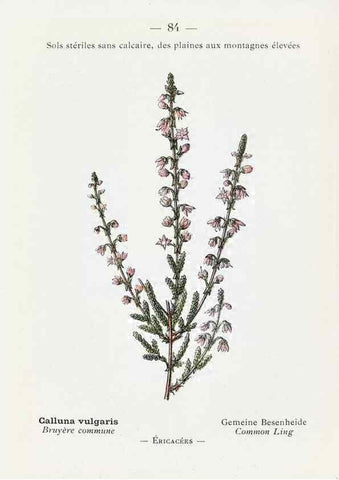 Reproducción/Reproduction 49345540851: Nouvelle flore coloriée de poche des Alpes et des Pyrénées.. Paris,Klincksieck,1906-1912.. 