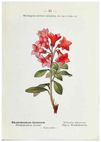 Reproducción/Reproduction 49345753192: Nouvelle flore coloriée de poche des Alpes et des Pyrénées.. Paris,Klincksieck,1906-1912.. 