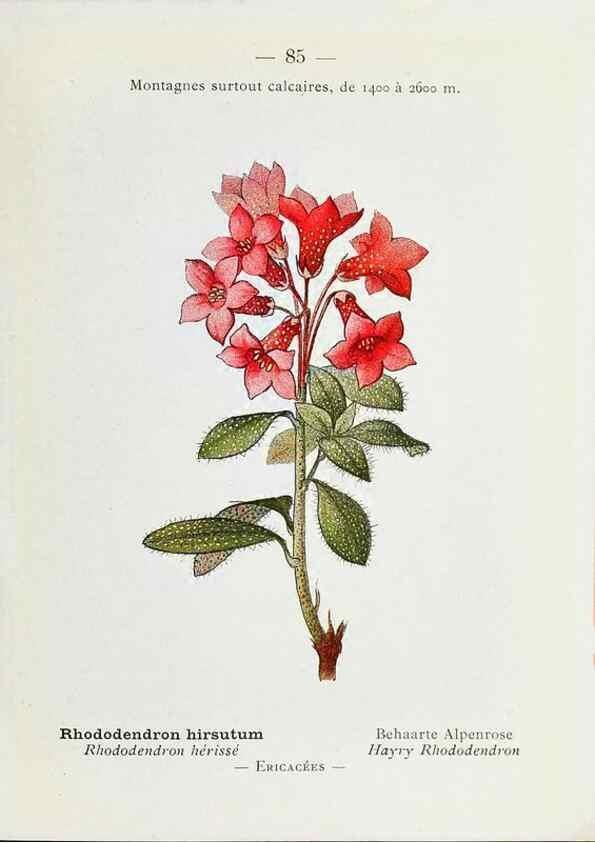 Reproducción/Reproduction 49345753192: Nouvelle flore coloriée de poche des Alpes et des Pyrénées.. Paris,Klincksieck,1906-1912.. 