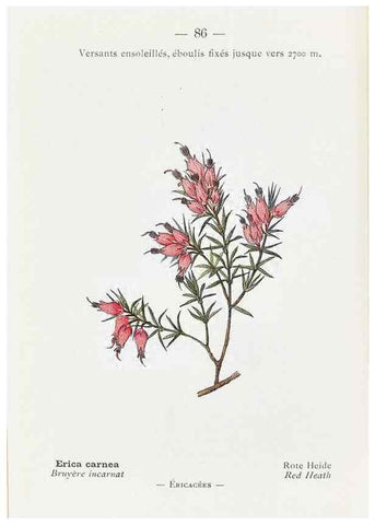 Reproducción/Reproduction 49345753522: Nouvelle flore coloriée de poche des Alpes et des Pyrénées.. Paris,Klincksieck,1906-1912.. 