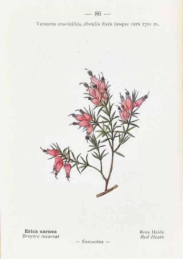 Reproducción/Reproduction 49345753522: Nouvelle flore coloriée de poche des Alpes et des Pyrénées.. Paris,Klincksieck,1906-1912.. 