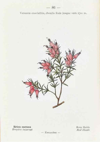 Reproducción/Reproduction 49345753522: Nouvelle flore coloriée de poche des Alpes et des Pyrénées.. Paris,Klincksieck,1906-1912.. 